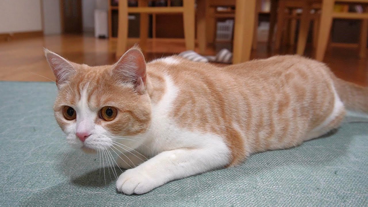 地上戦は強気になる猫【スコティッシュフォールド】【アビシニアン】