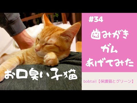 #34子猫のお口が臭いので歯みがきデンタルガムを買ってきました