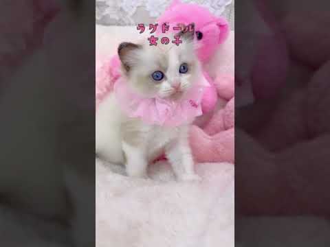 ローズの子猫ラグドール♡お母さん譲りの可愛い女の子♡
