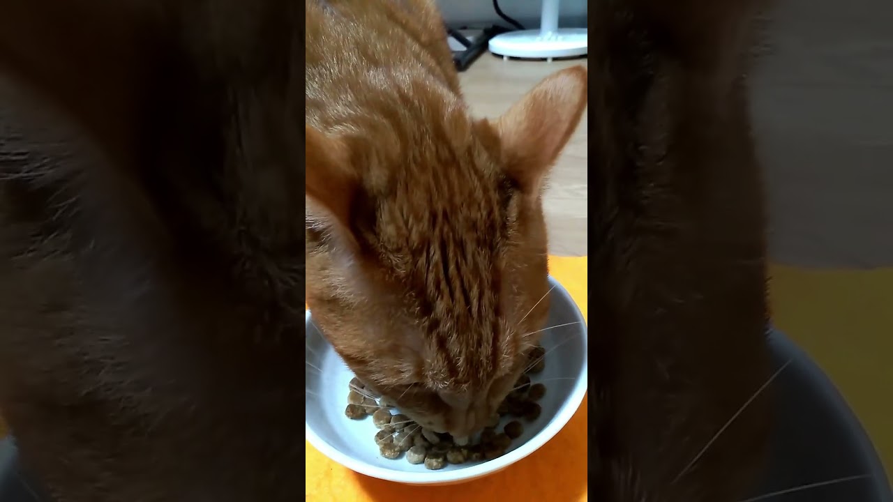 【茶トラ猫】尿路結石予防のためにふやかしたカリカリを食べるジラフ#shorts