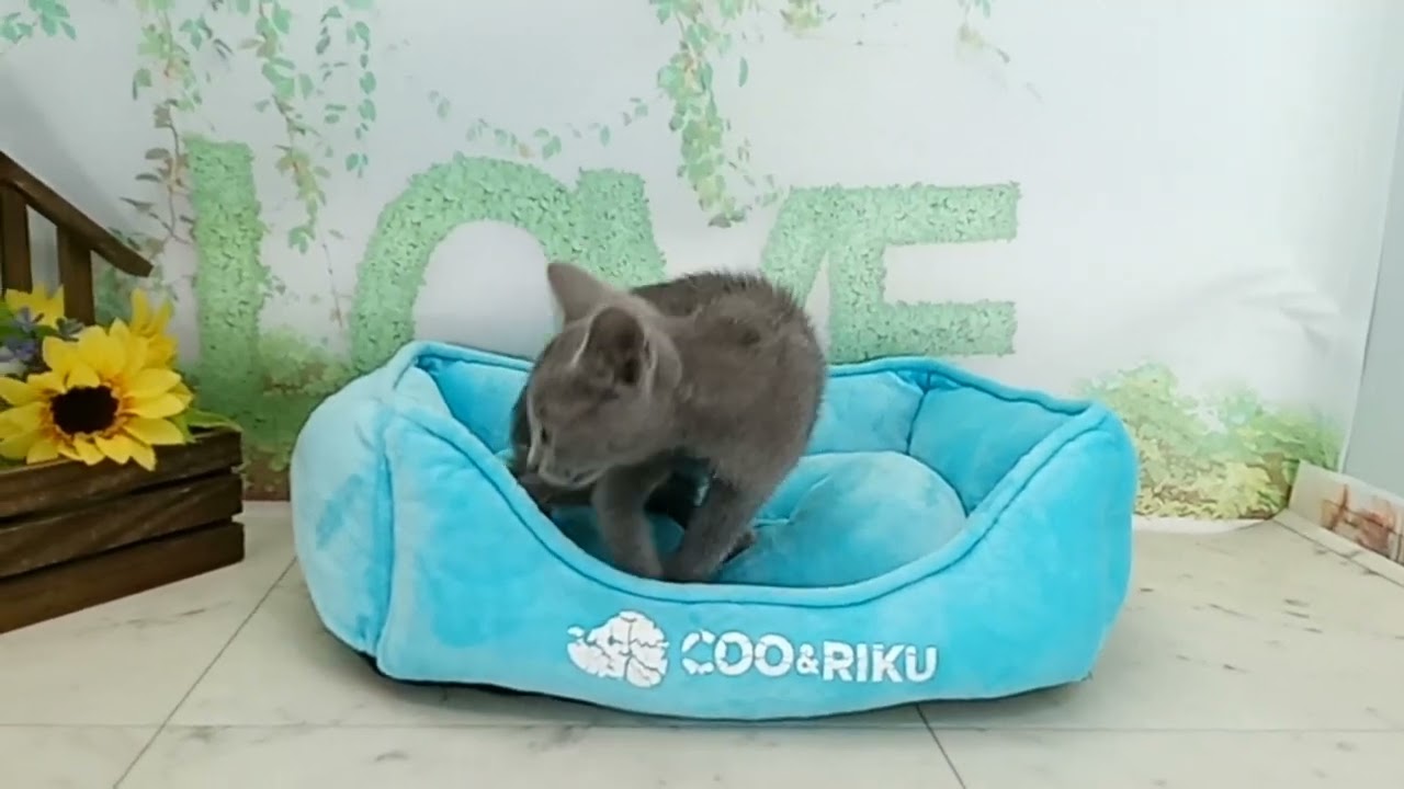 673859 ロシアンブルー