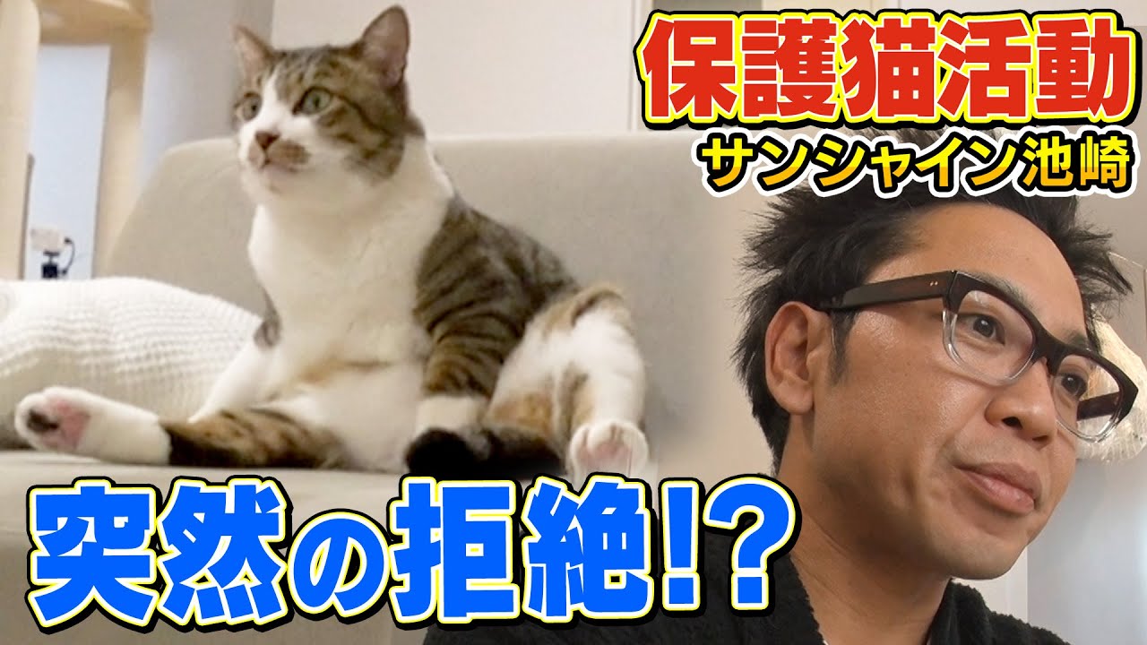 【サンシャイン池崎】新入り保護猫の佐吉がスランプになりました。。。【ねこおじさん】