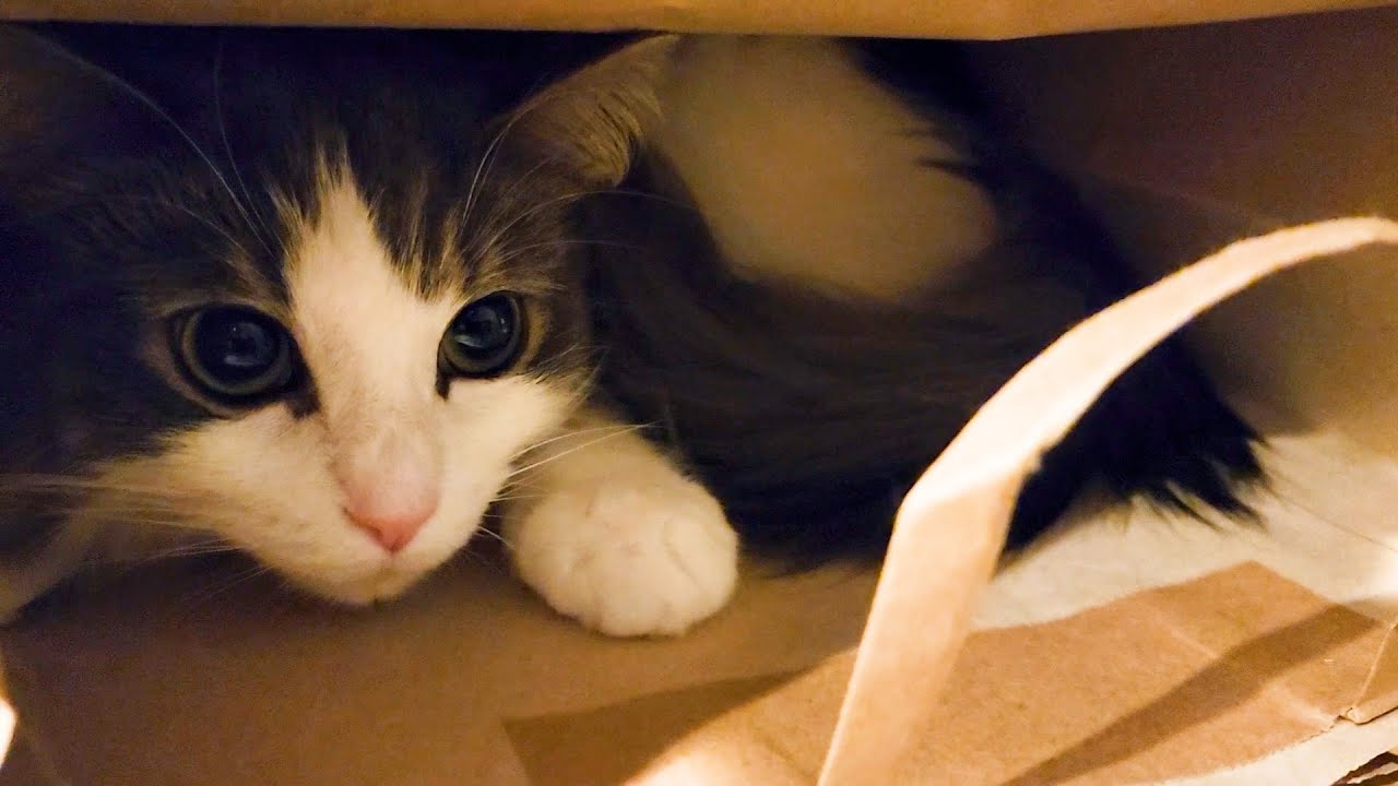今日の寝床を探す猫がかわいい【猫が好きな場所あるある】