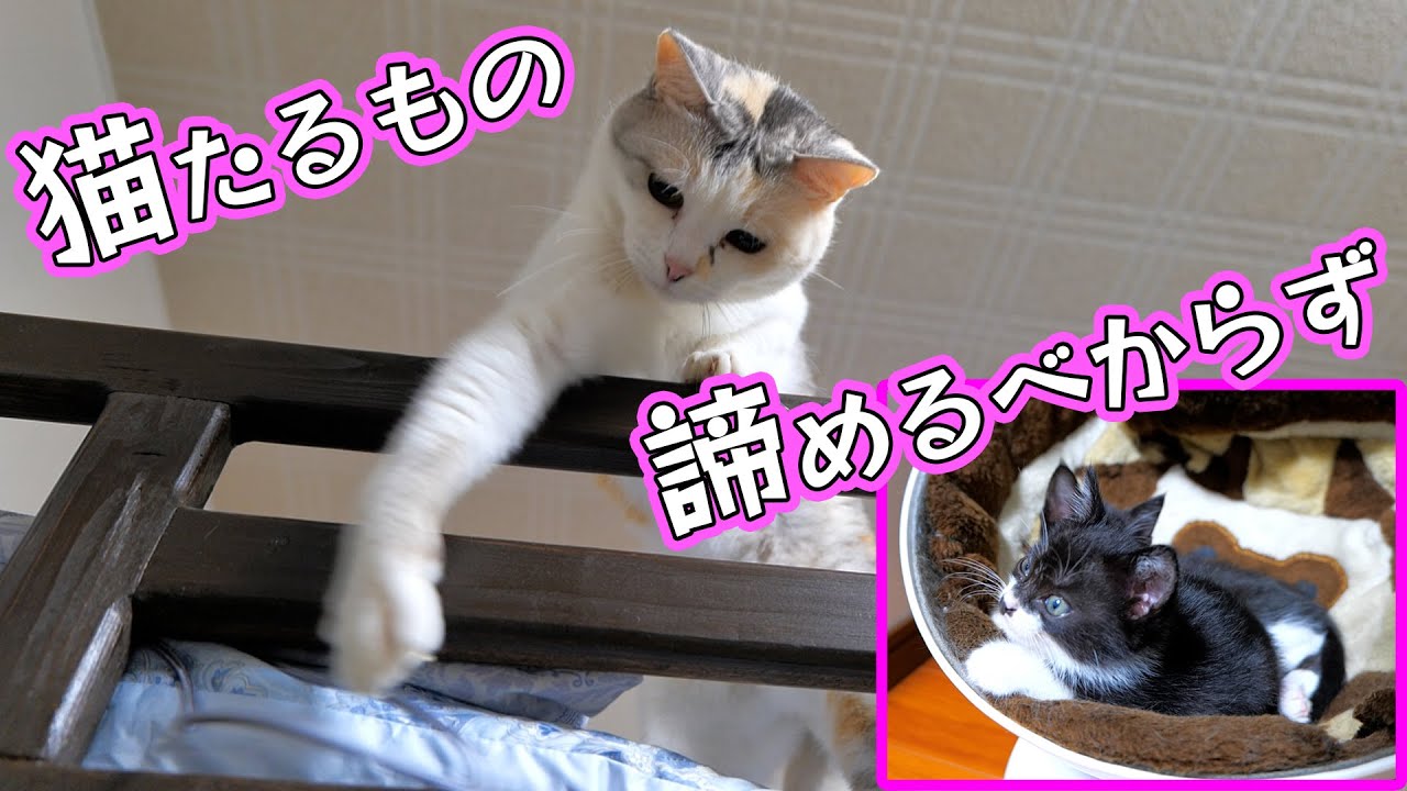 ネコ吉姉ちゃんから学ぶネバーギブアップ精神🐈【仲良し子猫姉妹の成長記録】