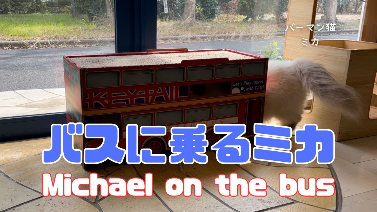 バーマン猫ミカ【バスに乗るミカ】Michael on the bus（バーマン猫）Birman/Cat