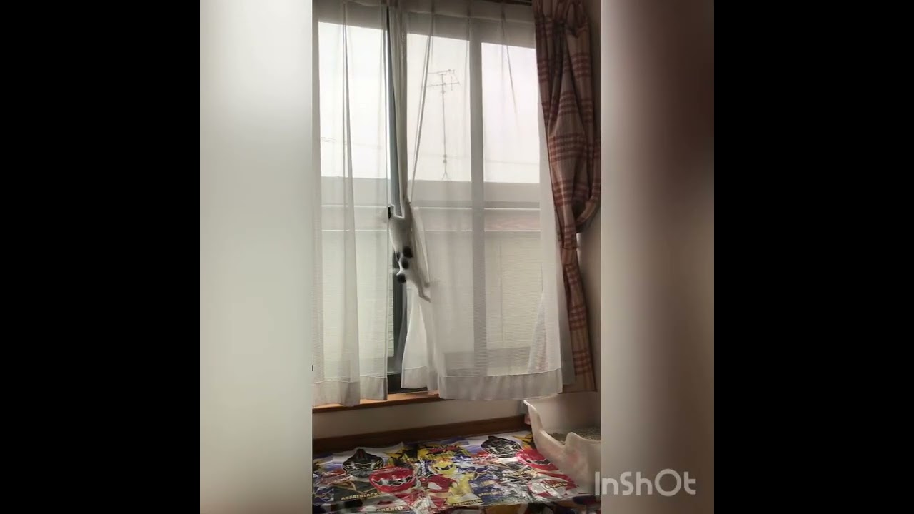 「空中ダンスってこんな感じだったにゃ」