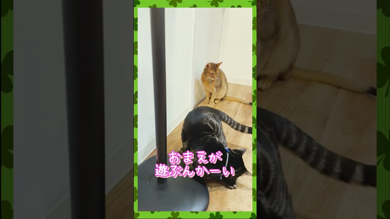 オモチャで遊んでくれないアビシニアンNoah #shorts