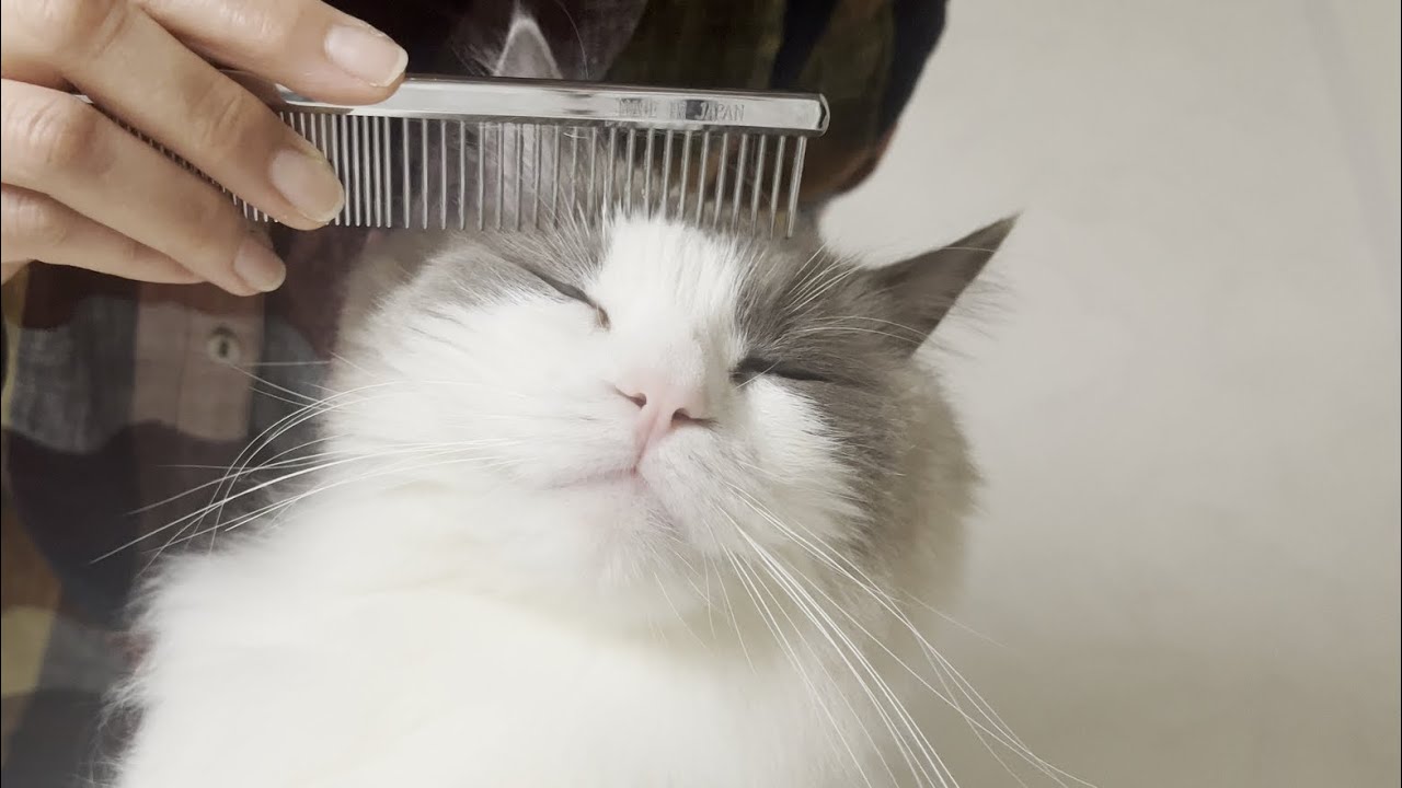 抱っこしながらのブラッシングが気持ち良すぎてラグドール猫がこうなっちゃいました。