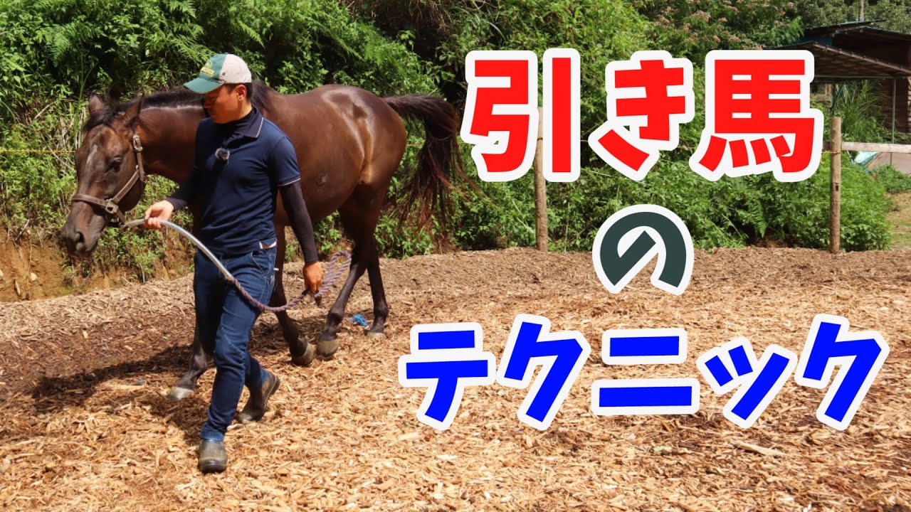 引き馬について/馬房から出す時にお尻を向けてくる馬への対処