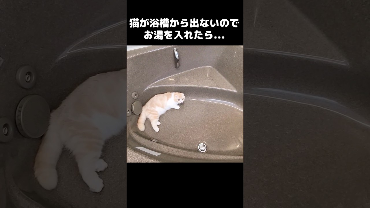猫が浴槽から出てくれないのでそのままお湯を入れたら...笑#shorts