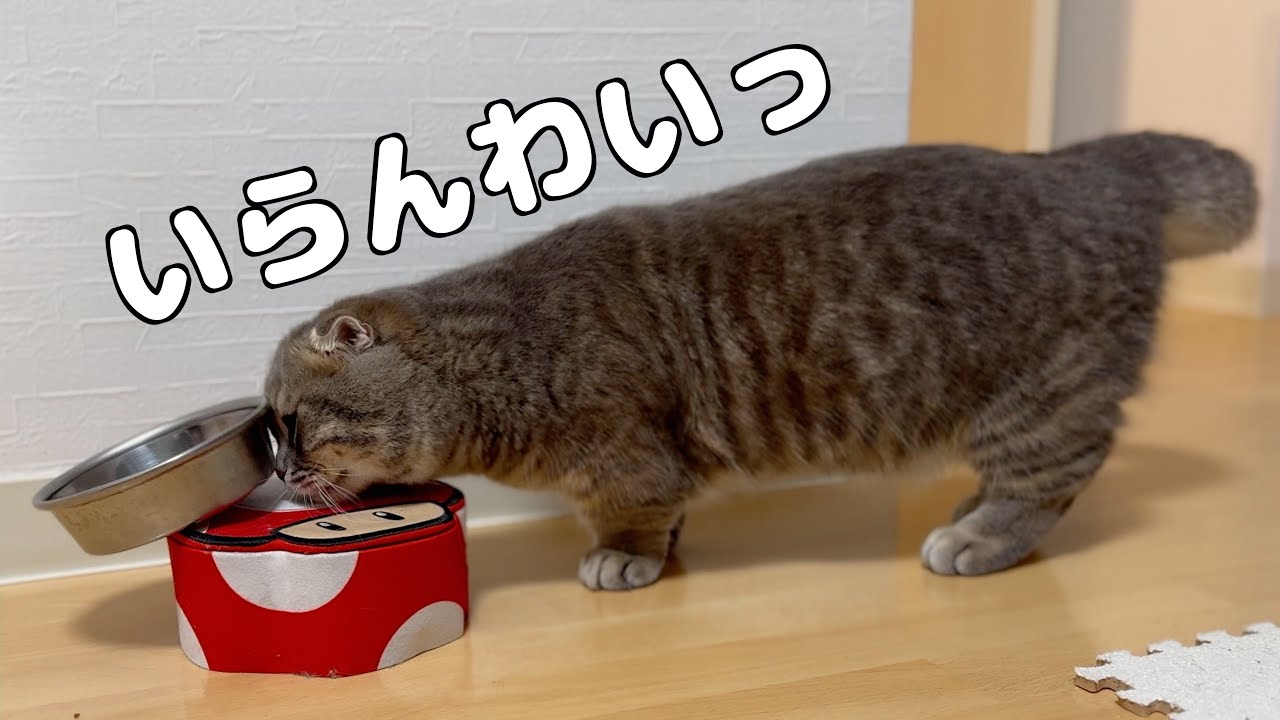気に入らないご飯を出されてちゃぶ台返しする猫がこちらです[マンチカン]