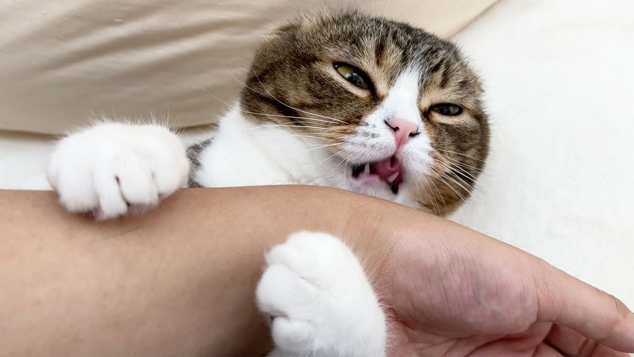 大好きな子猫たちがいなくなり、おっさんに八つ当たりする猫がこちらです…
