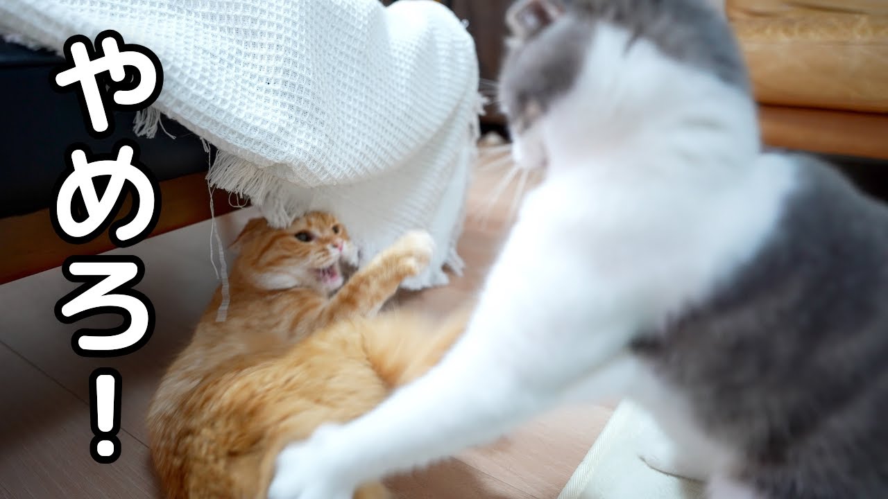 おじ猫がママ猫をしつこく追っかけたら、こんなことになっちゃいました…