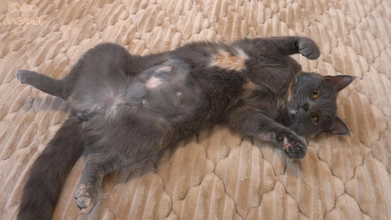 猫が初めてホカペを体験したらこうなりました