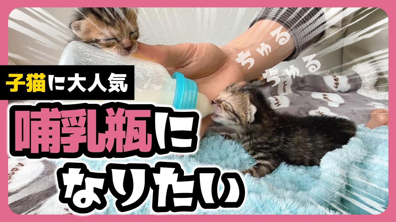「むにゃむにゃむにゃ～」子猫 はミルクを飲むとかわいすぎるポーズで寝ます【保護猫生活6日目】