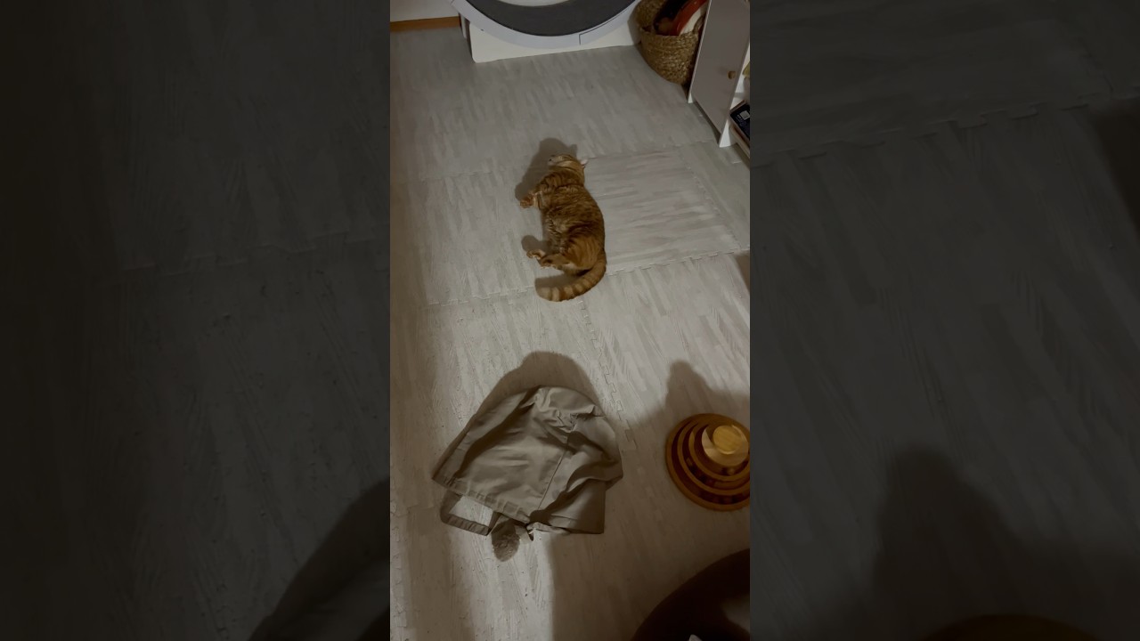 暗闇の中に猫が落ちていた...！ #猫 #マンチカン #shorts