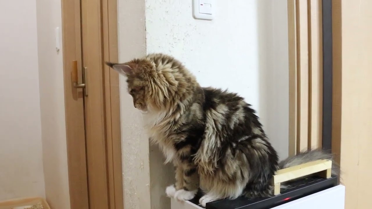 美人さんのメインクーン寿恵子ちゃん