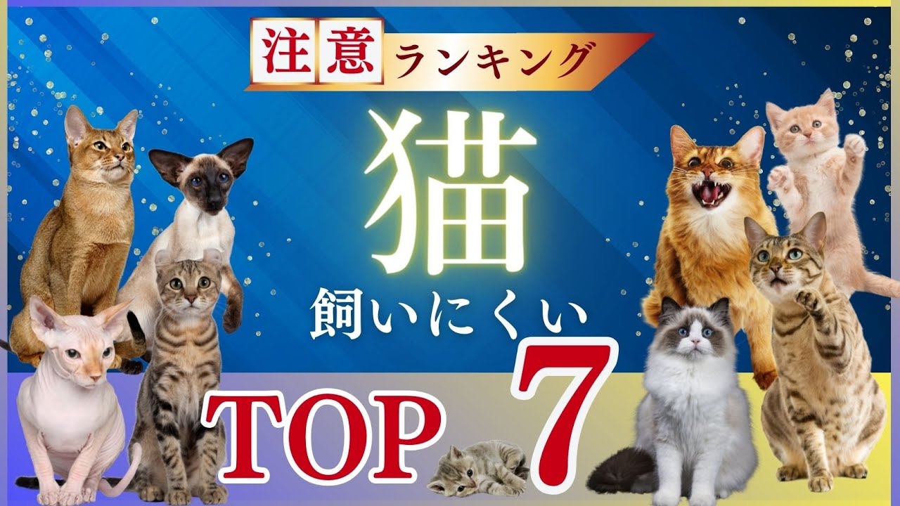 【難易度高め】初心者が飼いにくい猫ランキング7選（性格・特徴・必要なケア解説あり）