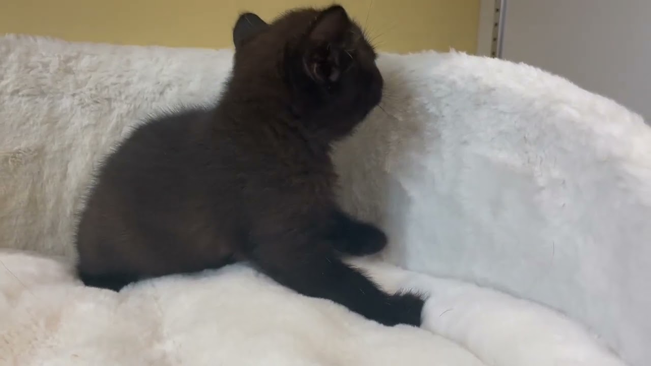 ボンベイ 【ブラック】黒猫の代表✨ボンベイ兄妹❤️