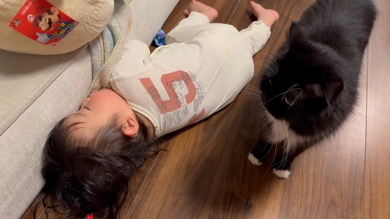 追いかけて来る猫　ラガマフィンA cat chasing after you. Ragamuffin