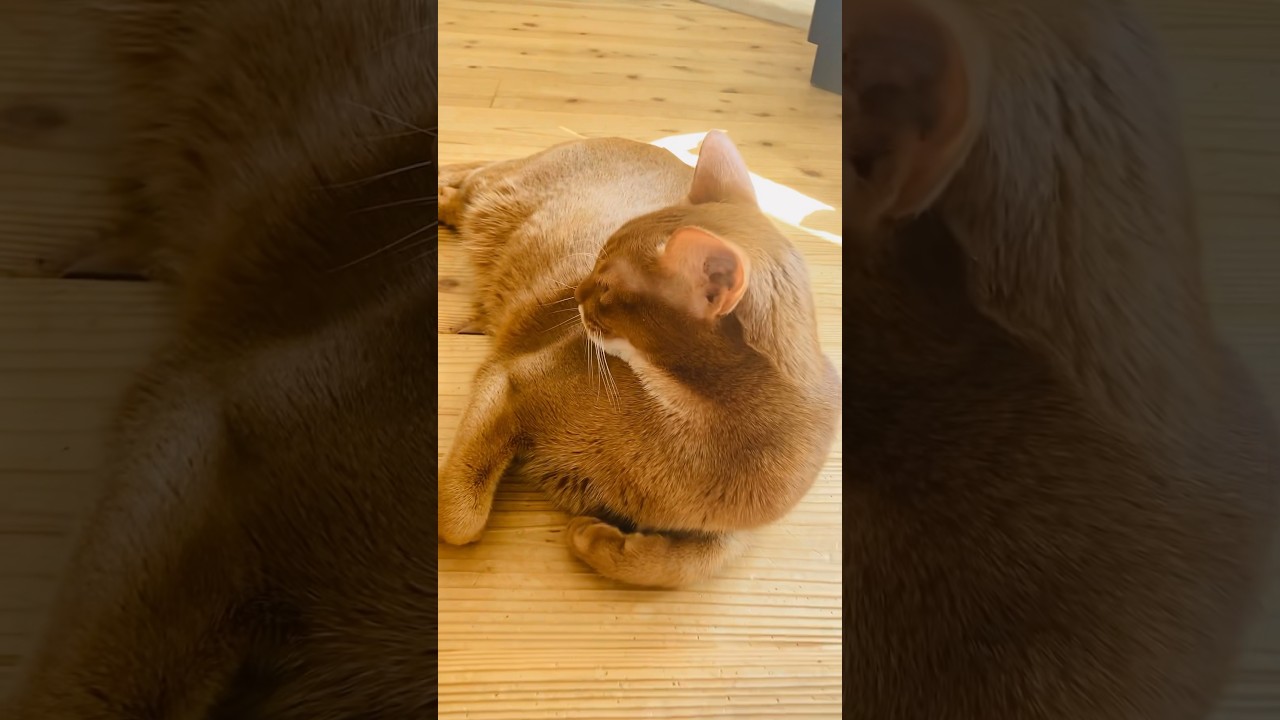 だいぶ手抜きですね、、#猫#こころ#アビシニアン#レッド#cat#abyssinian#red#いたずら#trap#mischief