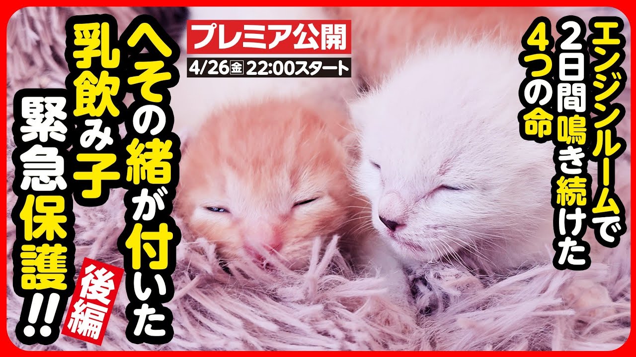 【4/26(金) 22:00公開】エンジンルームで生まれた へその緒がついた乳飲み子を緊急保護しました【後編】