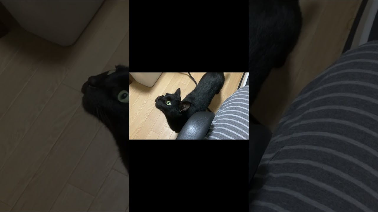 【黒猫】くんくんクールー、スルメ食べてたら寄ってきた#shorts