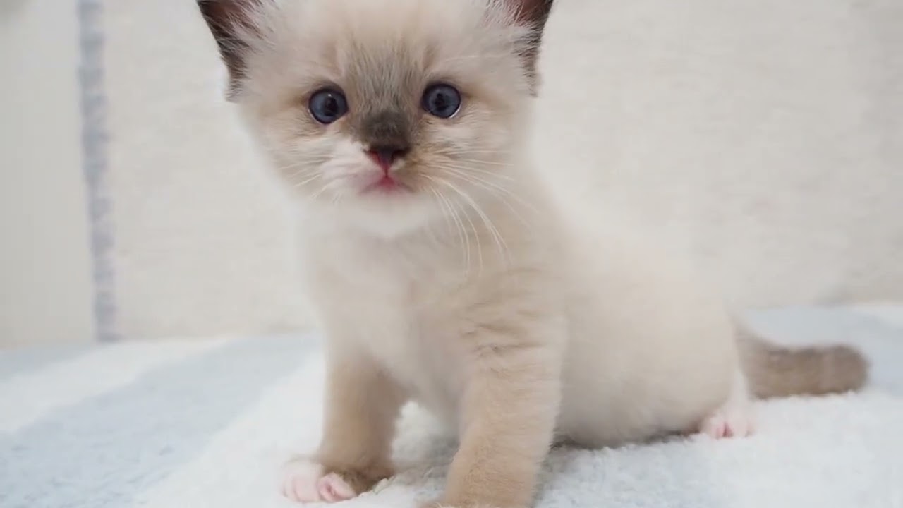 埼玉県　MINAMO　ラグドール　男の子　長男くん2　2024年3月24日産まれ