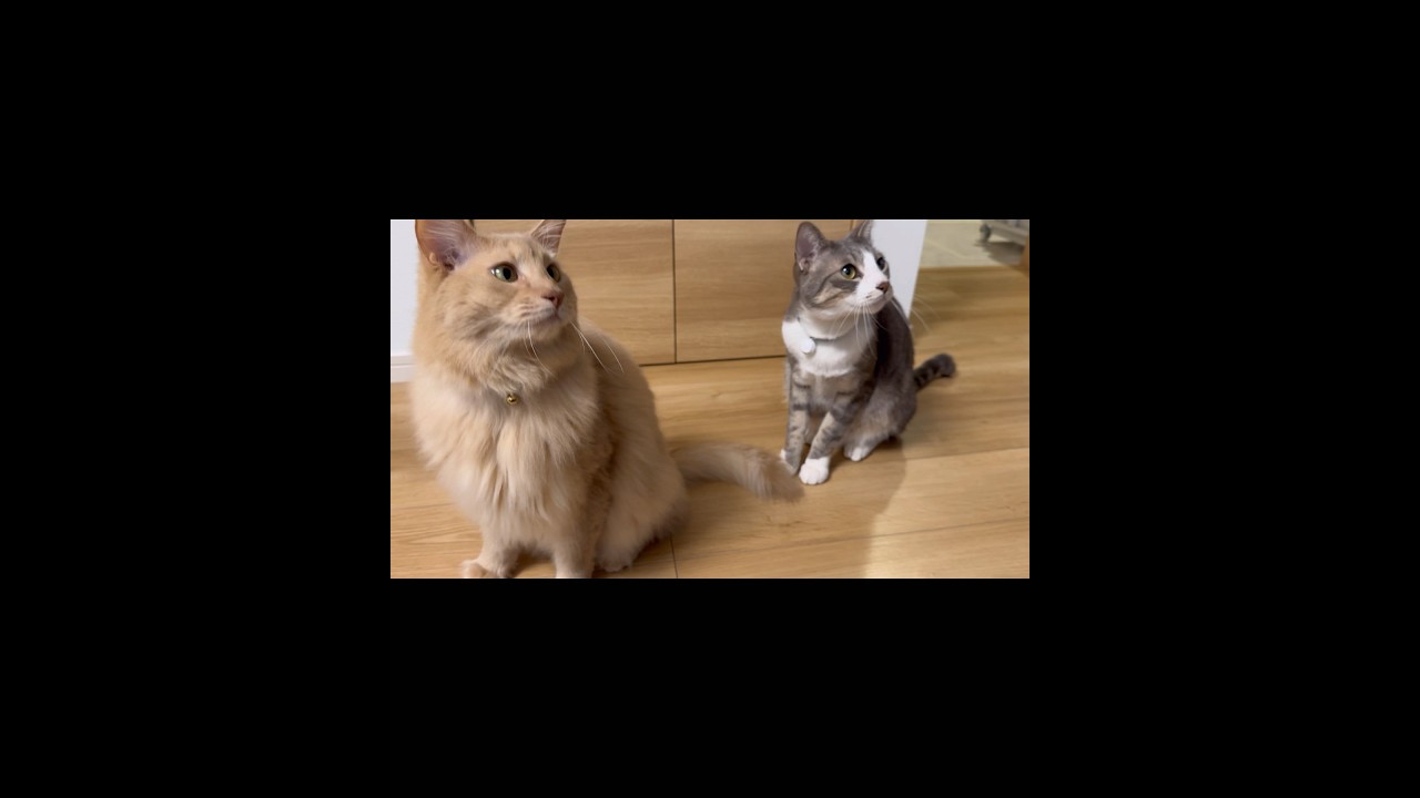 遅れてやって来た しゅみねこミーム #ねこのいる生活 #保護猫   #cat  #ソマリ