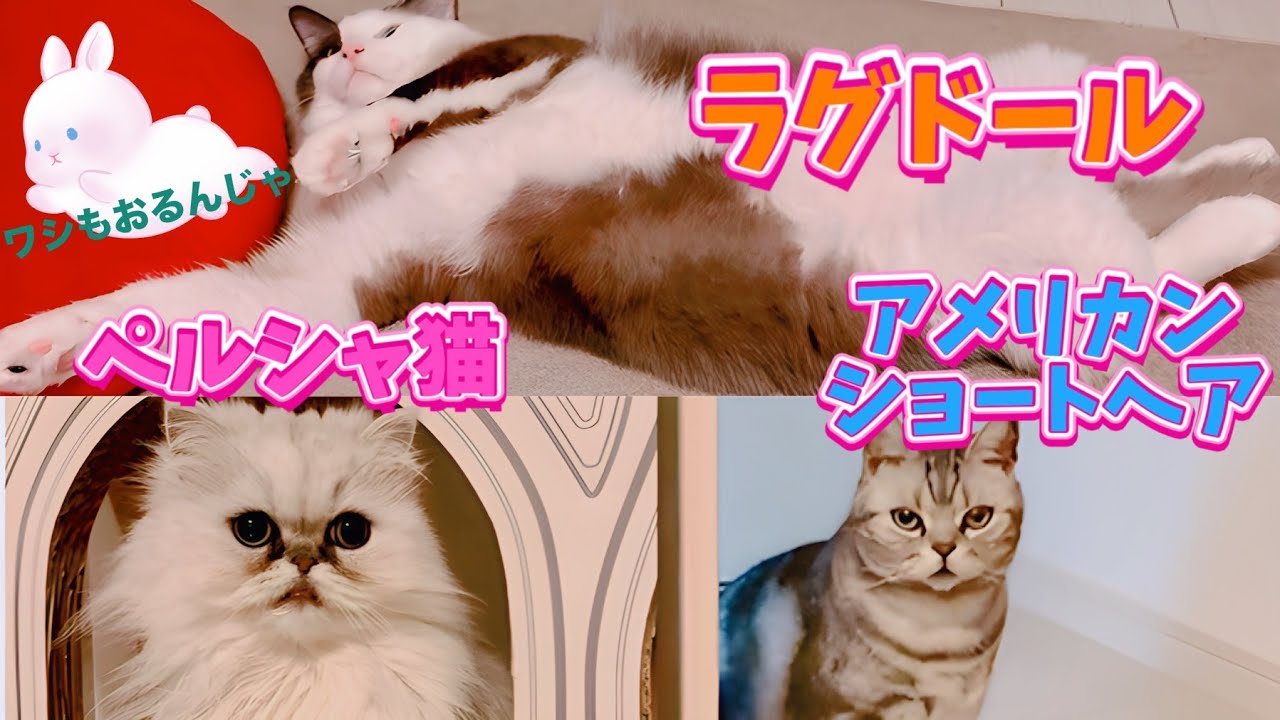 【子なし主婦】平日のラグドールが騒がしい猫たちとのナイトルーティン💙🩷🧡