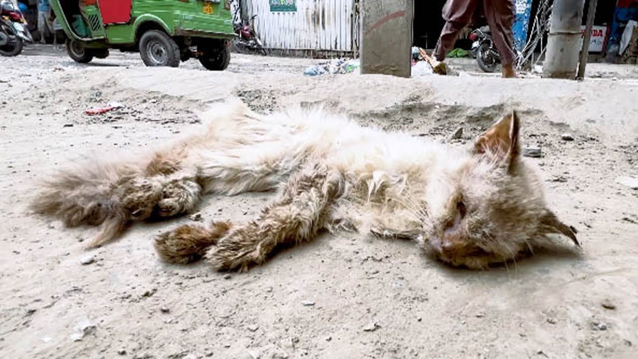 道端で悪臭を放つ瀕死の子猫。最期を迎えようとした時、通りすがりの男性が足を止めた【感動】