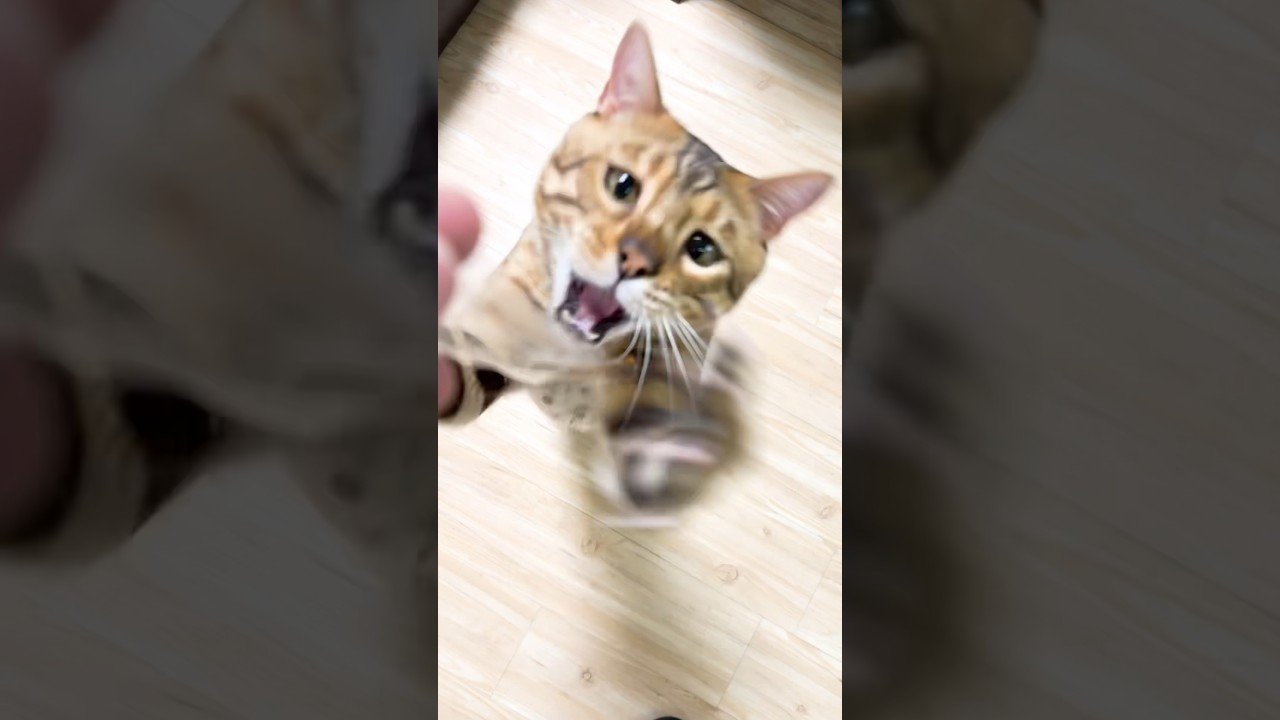 大好きな箸の袋を強奪するベンガル猫 #shorts #ベンガル #猫