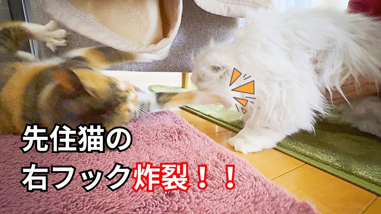 【ペルシャ猫】先住猫の右フック炸裂！！