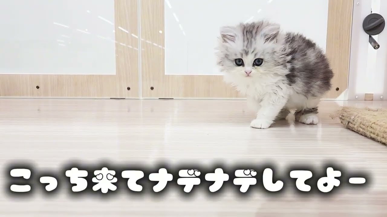 【ラガマフィン】お部屋にて