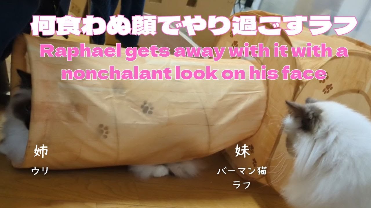 バーマン猫【何食わぬ顔でやり過ごすラフ】Raphael gets away with it with a nonchalant look on his face（バーマン猫）Birman/Cat