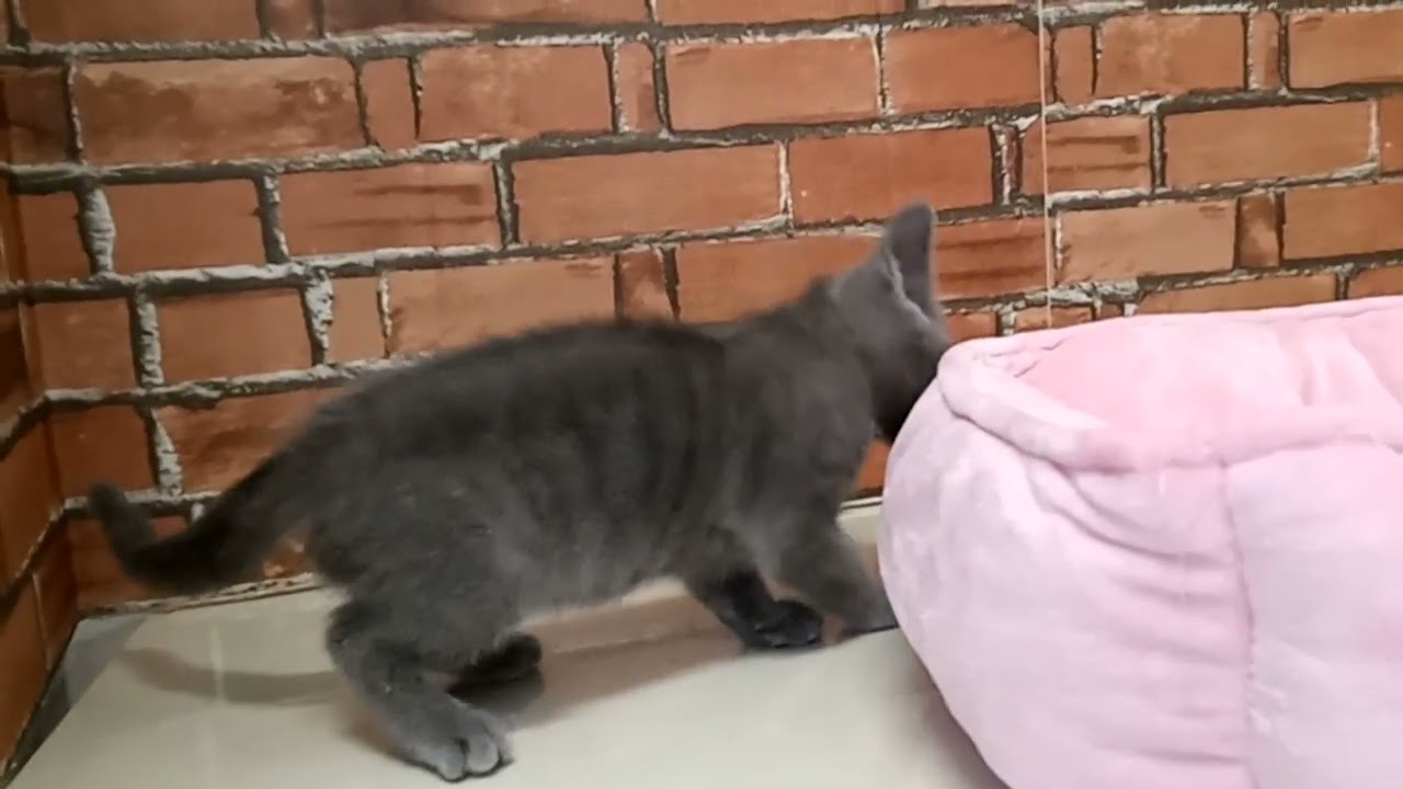 672269 ロシアンブルー