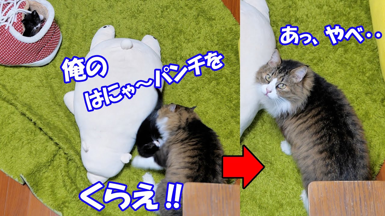 楽しそうな子猫達を見て自分も交じろうとするボス猫パパでしたが‥【仲良し子猫姉妹の成長記録】