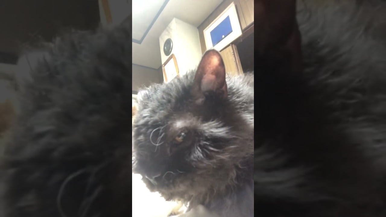 飼い主のお腹をモミモミするセルカークレックスのシュワン