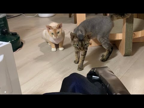 デボンレックス兄弟はマッサージ機に興味津々です(Devon Rex brothers interested in a massage machine)