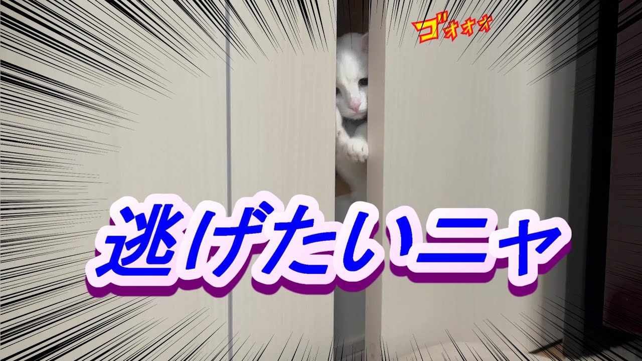 【逃げたいニャ】(don't chase me) 나를 쫓지 마세요