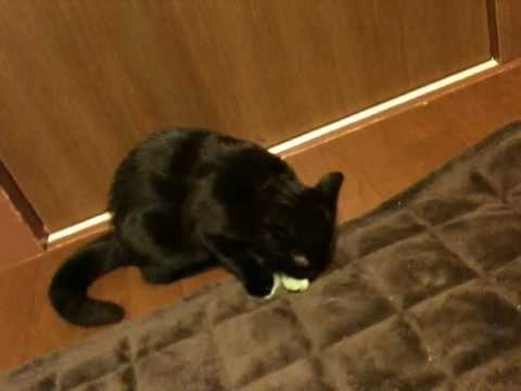 黒猫ボンベイ 20100512