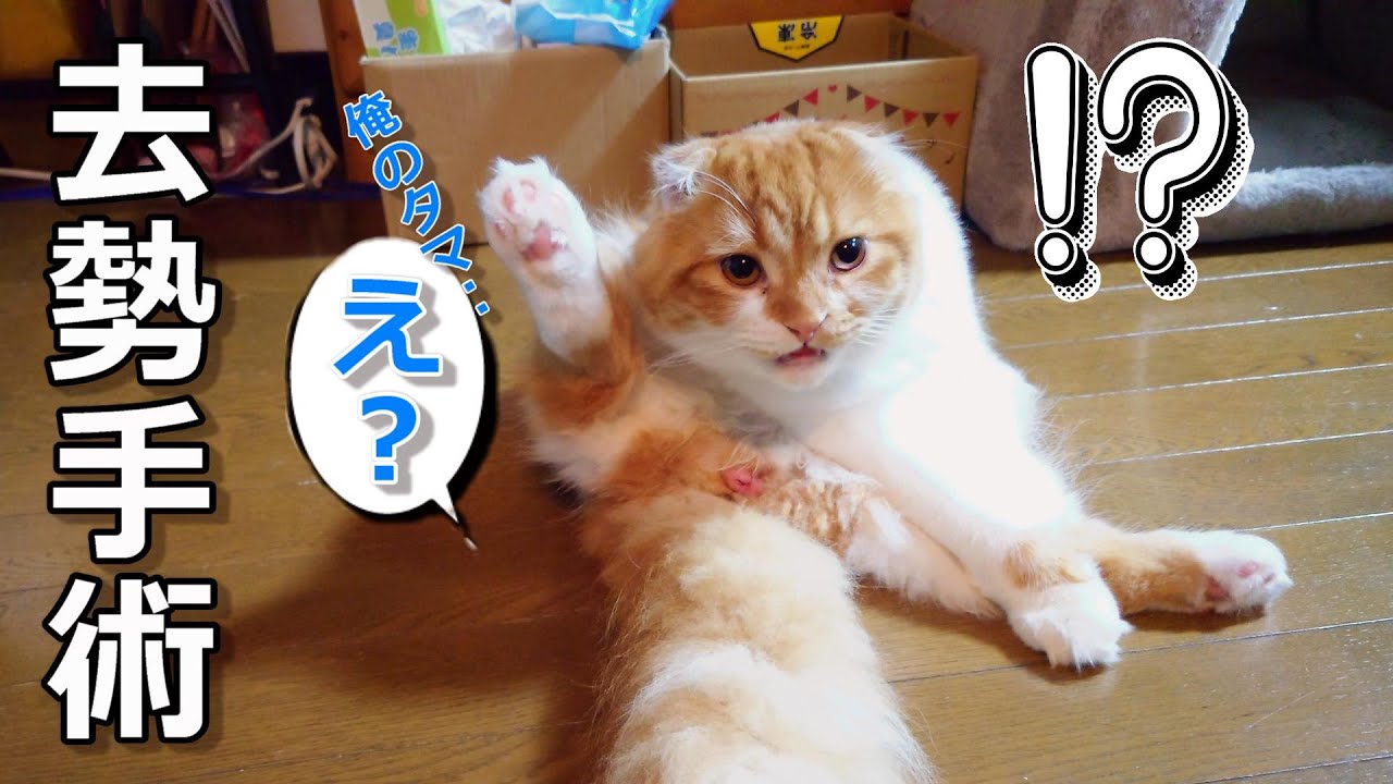 【去勢手術】タマタマが無い！と気づいて呆然とする猫【スコティッシュフォールド】〔No,50〕