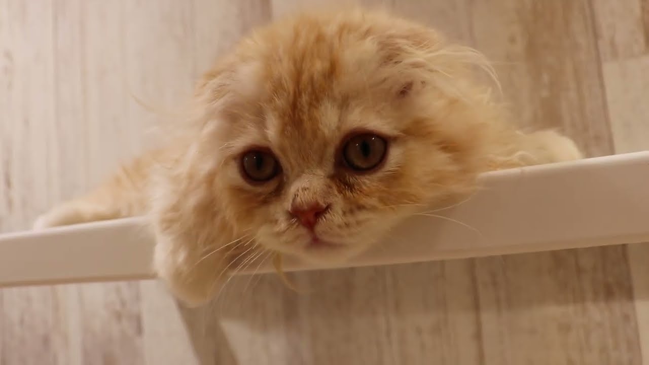 61117　スコティッシュフォールド