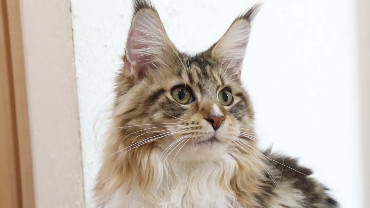 美人さんのメインクーン寿恵子ちゃん