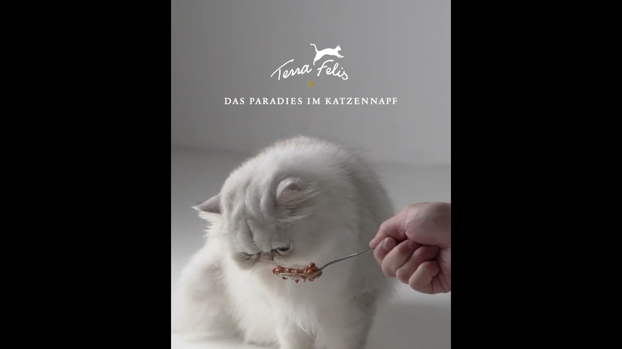 キャットフードの品質革命【ペルシャ猫編】