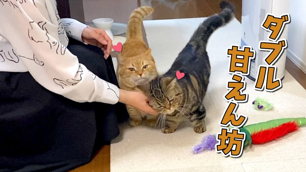 ふたりに増えた甘えん坊猫の相手が楽しすぎた！笑