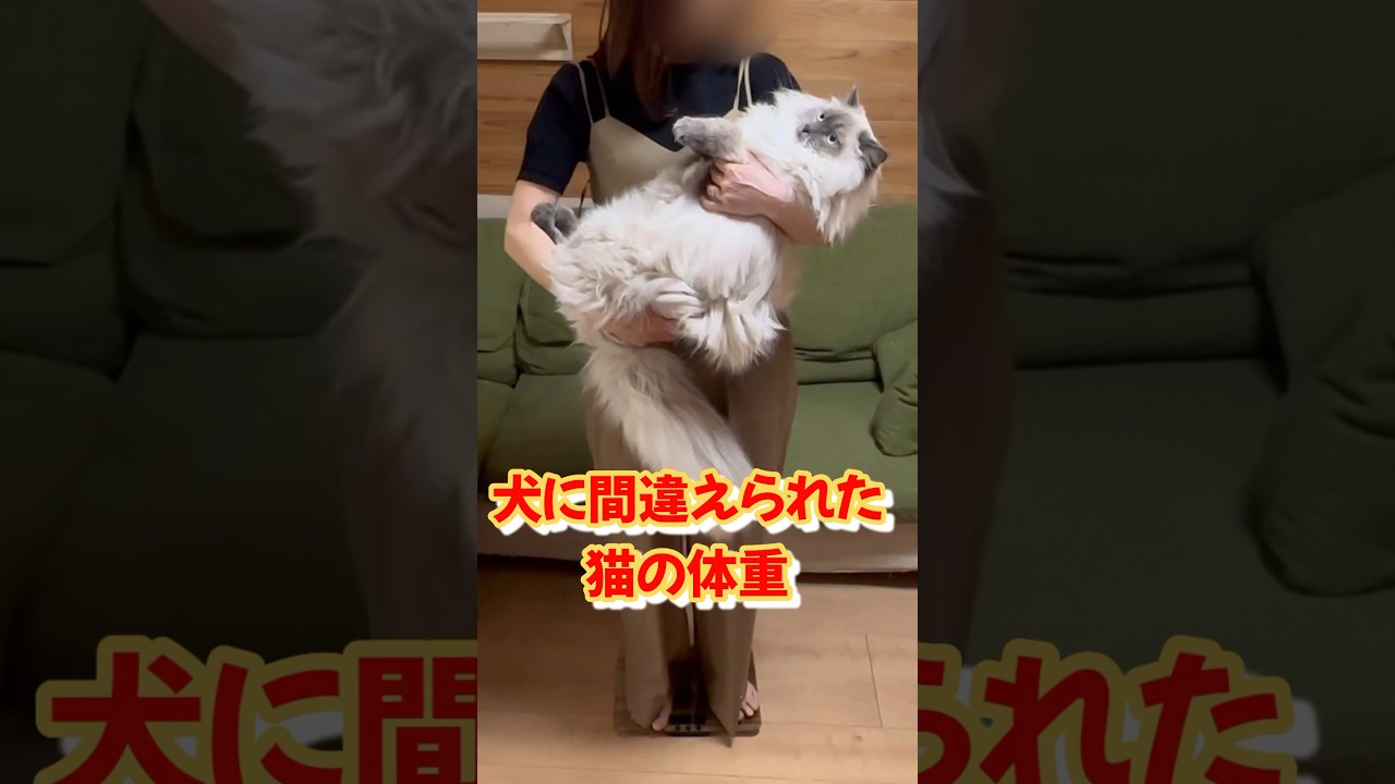 大型猫種の体重晒します　サイベリアンは1歳でここまで大きくなる　#shorts