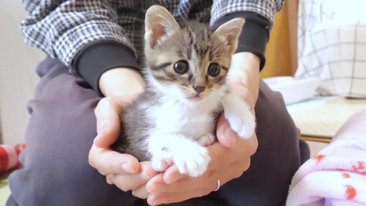 ピヨピヨ鳴く手乗り子猫はいかがですか？【赤ちゃん猫　保護猫】