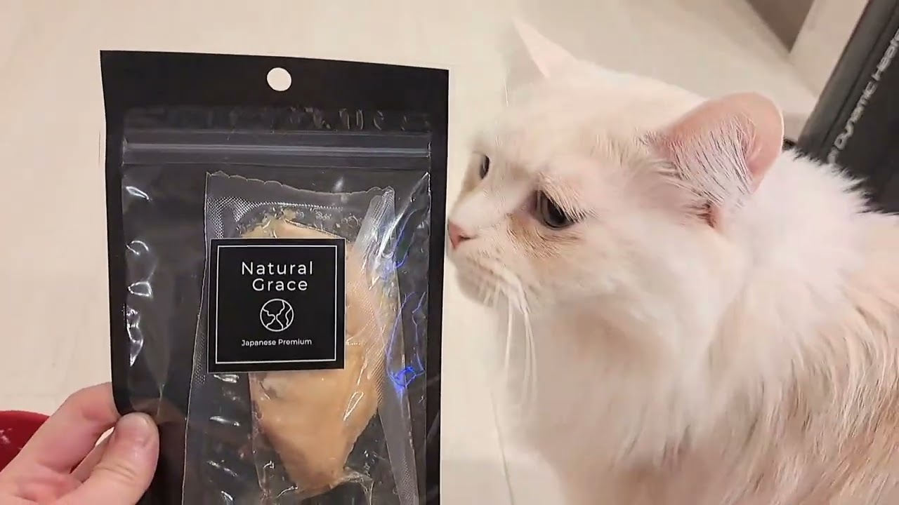 朔太郎くんのモグモグ風景❶直前編【公式】株式会社ルークラン #cat #猫の日常 #サイベリアン