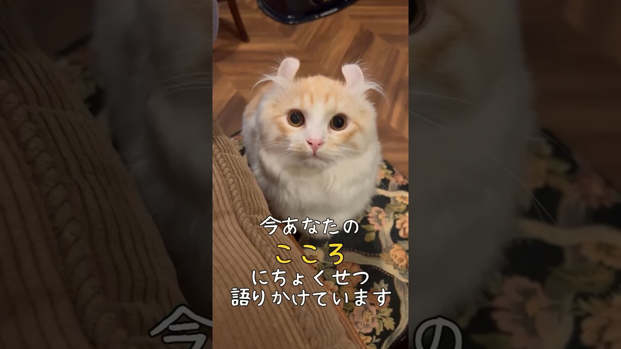 【キンカロー】こいつ…心に直接…【マンチカール】